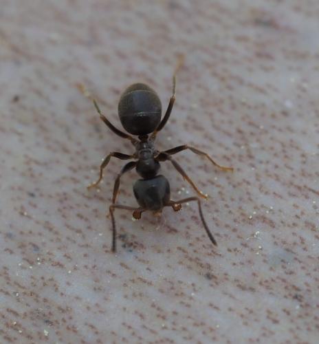 Réf. 227 842 : Lasius sp.